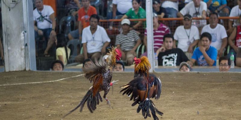 Giới thiệu về đá gà cựa dao