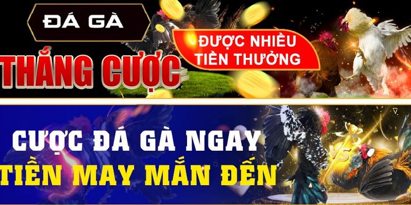 Cược thắng đá gà liên tiếp nhận khuyến mãi Suncity giá trị